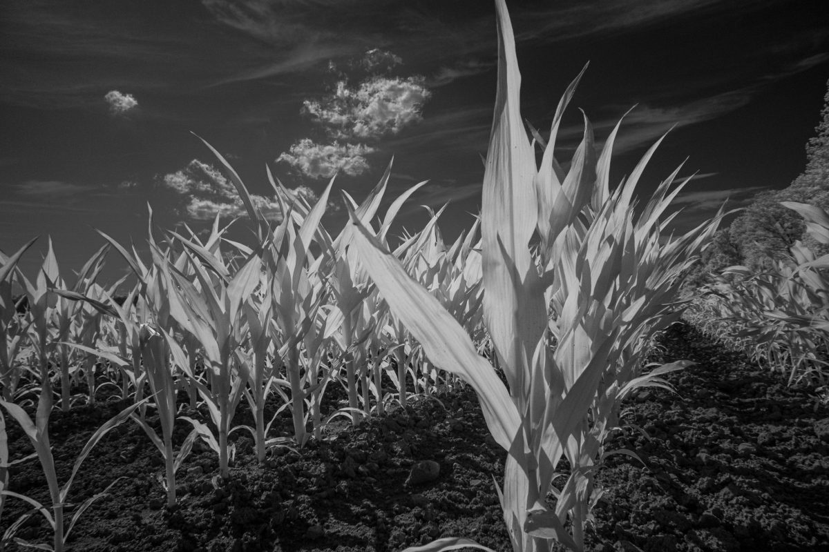 IR09